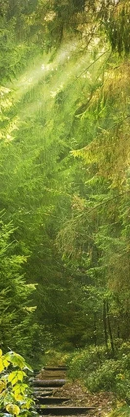 Waldweg Bild